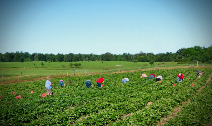 Seasonal farmworkers picking vegetables with a grove of trees in the distance behind them and a clear, blue sky above them.