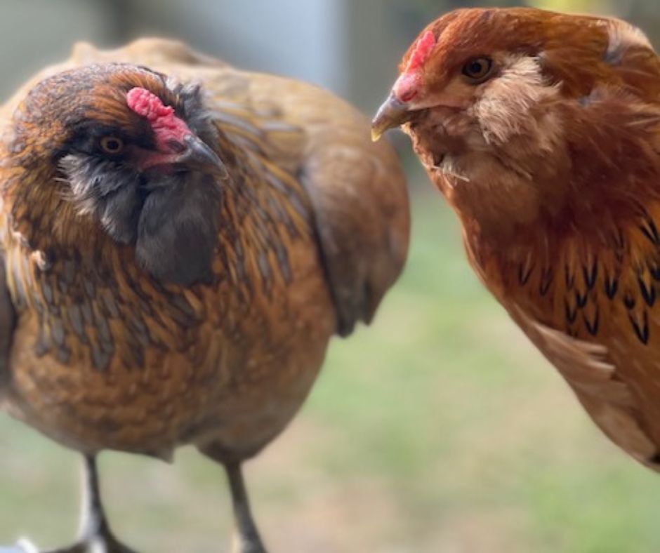 A photo of two of Traci's chickens.