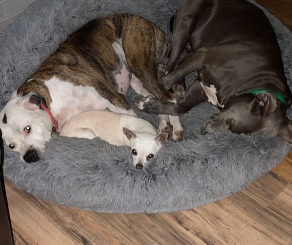 A photo of Traci's dogs resting, all three sharing the same bed.