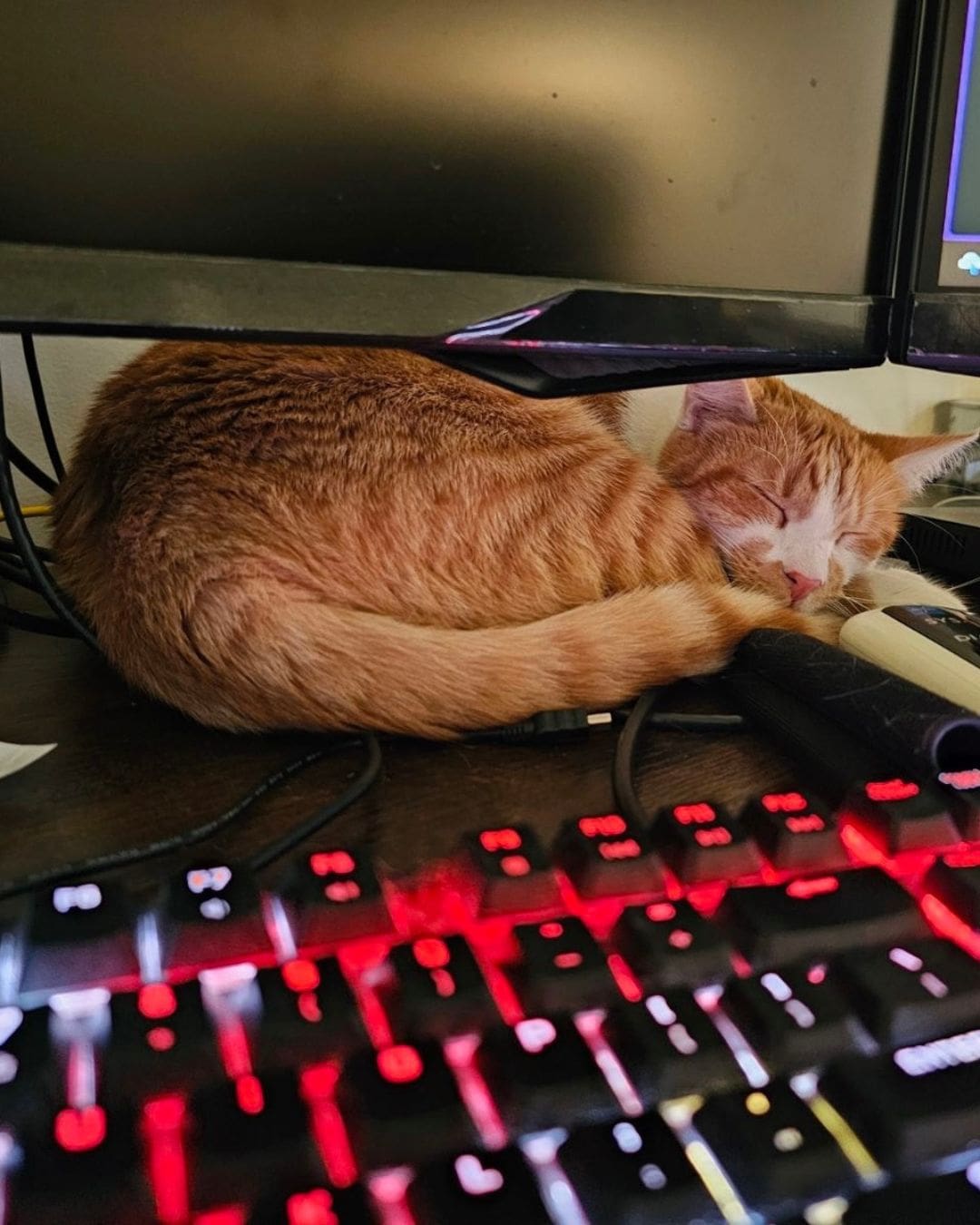 ABS VisionAries_Heather Irwin’s cat Karl VisionAries Spotlight, Heather Irwin's cat laying on her keyboard.